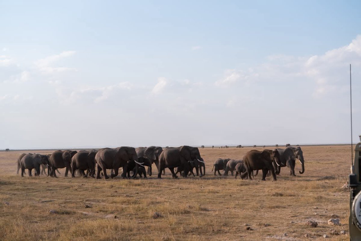 Family walk, Amboseli edition. 
Just another magical moment you catch when staying at Sentrim Amboseli Lodge. 

📍 Amboseli National Park
☎️ 0796 890 890 / 0781 890 890 
 📧reservations@sentrim-hotels.com

#Sentrim #CastingTimelessMemories #sentrimamboseli