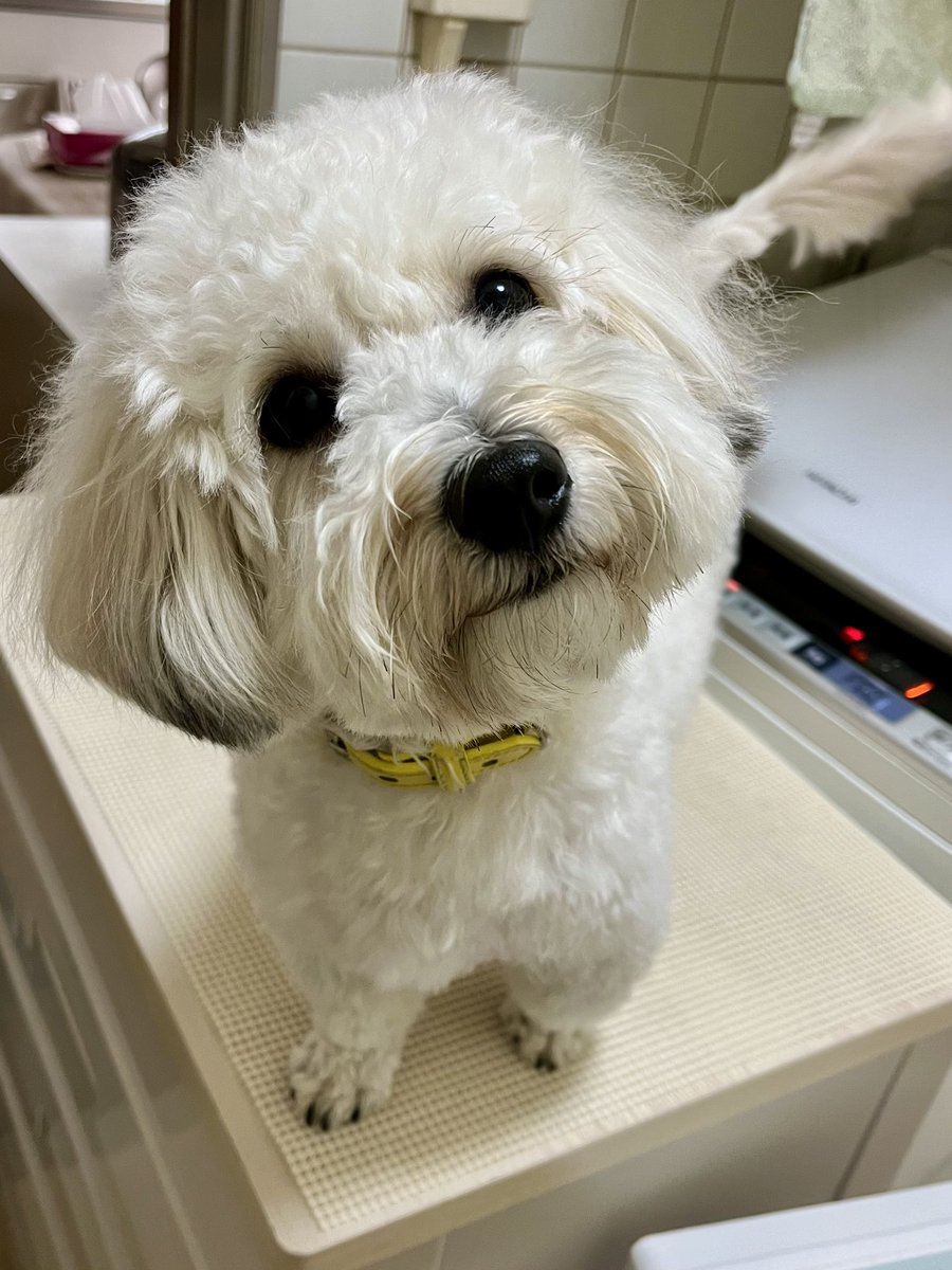 adnap_'s tweet image. 今朝のAdobeさんへのコメントをたくさんの方に見ていただいて、いいねもたくさんで恐縮です…他の一貫性のないポストを見た方がどう思ったのかなと考えるとちょっと恥ずかしい…好きなものが多い50代のしがないデザイナーです。猫と犬がいる家で仕事しています。