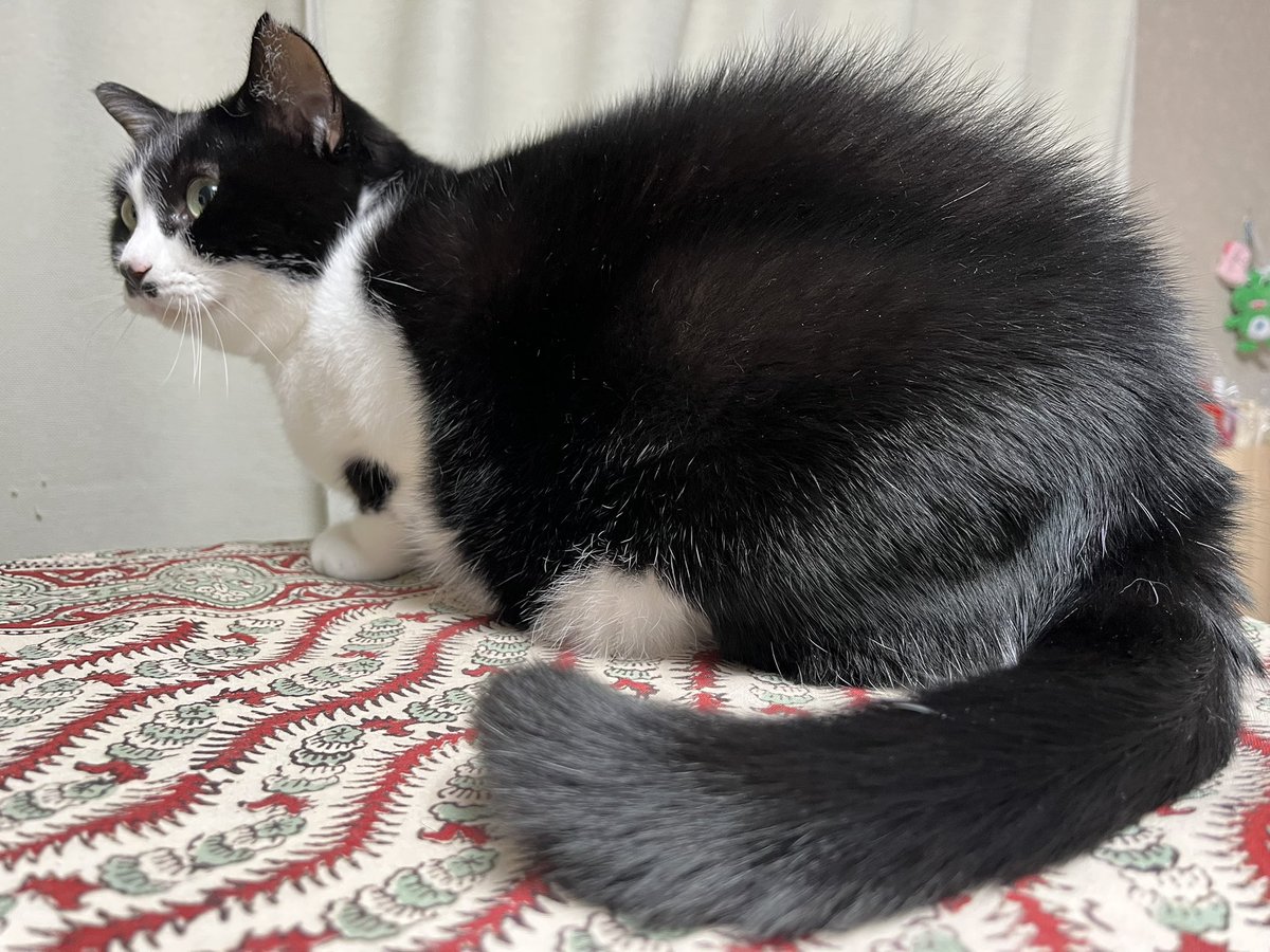 adnap_'s tweet image. 今朝のAdobeさんへのコメントをたくさんの方に見ていただいて、いいねもたくさんで恐縮です…他の一貫性のないポストを見た方がどう思ったのかなと考えるとちょっと恥ずかしい…好きなものが多い50代のしがないデザイナーです。猫と犬がいる家で仕事しています。