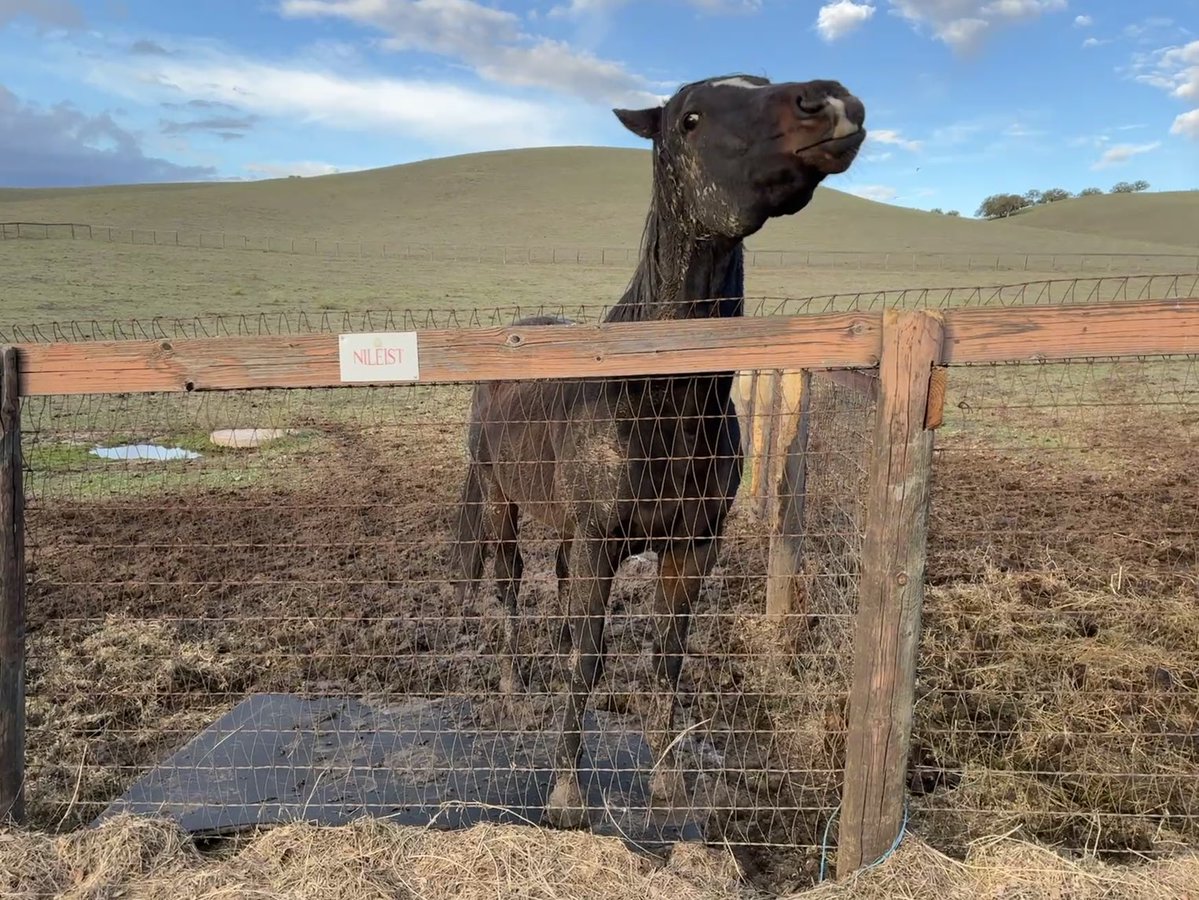 GloriousAllianc's tweet image. K: Nileist! Get off your new hay mat! That’s for your hay, not your hooves!
Nileist: I need to break it in, Momma!