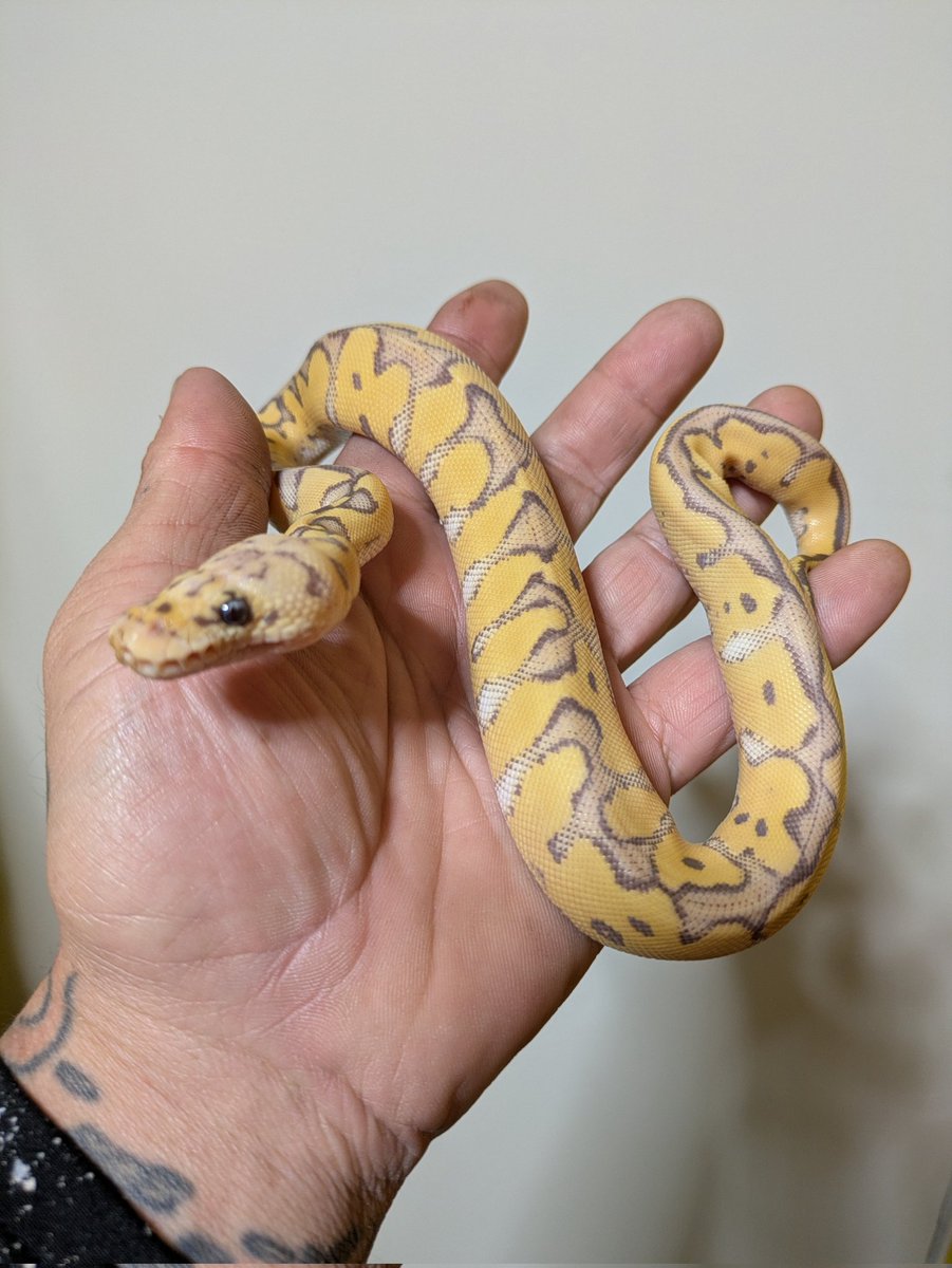 Bp_Loony's tweet image. Super Pastel Monarch Clown
Java Monarch

調べても出てこない…
地味にWorld 1stだったりする？
誰かわかる人いませんか？

#ballpython
#ボールパイソン