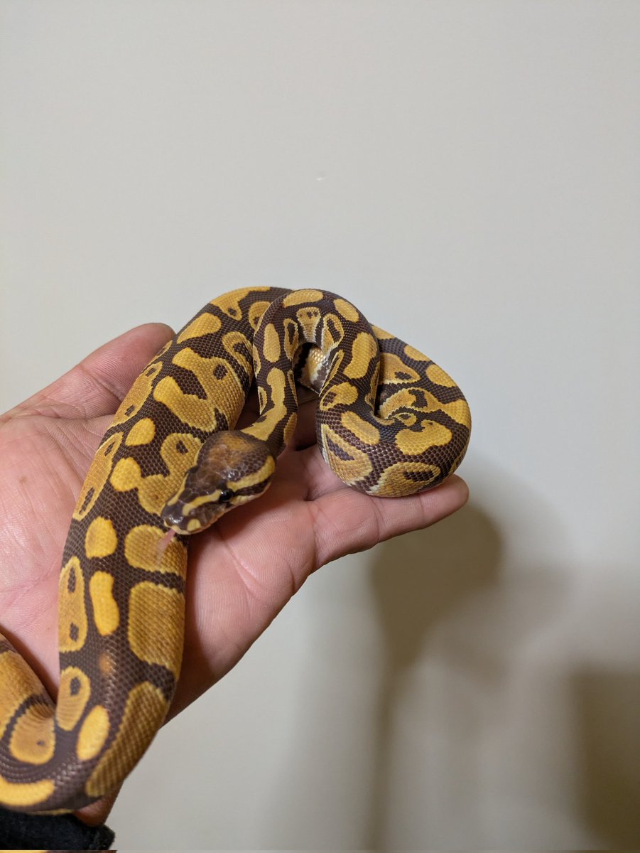 Bp_Loony's tweet image. Super Pastel Monarch Clown
Java Monarch

調べても出てこない…
地味にWorld 1stだったりする？
誰かわかる人いませんか？

#ballpython
#ボールパイソン