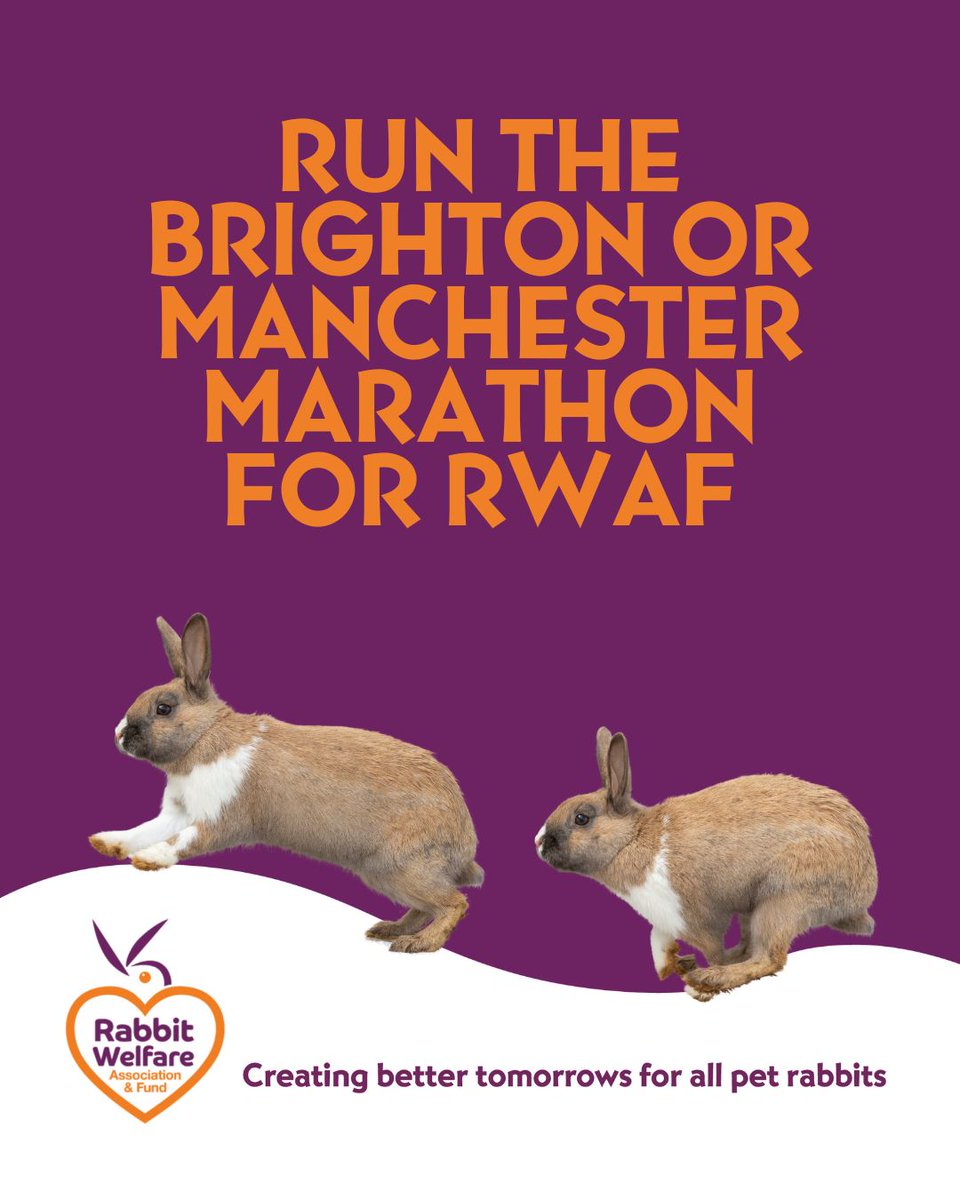 Fancy running the Manchester  or Brighton  Marathon in 2026?

Join #TeamRWAF, fundraise for rabbit welfare, and help give rabbits a better tomorrow. We’ll support you every step of the way!

rabbitwelfare.co.uk/challenge-even…

#RunForRabbits #Marathon