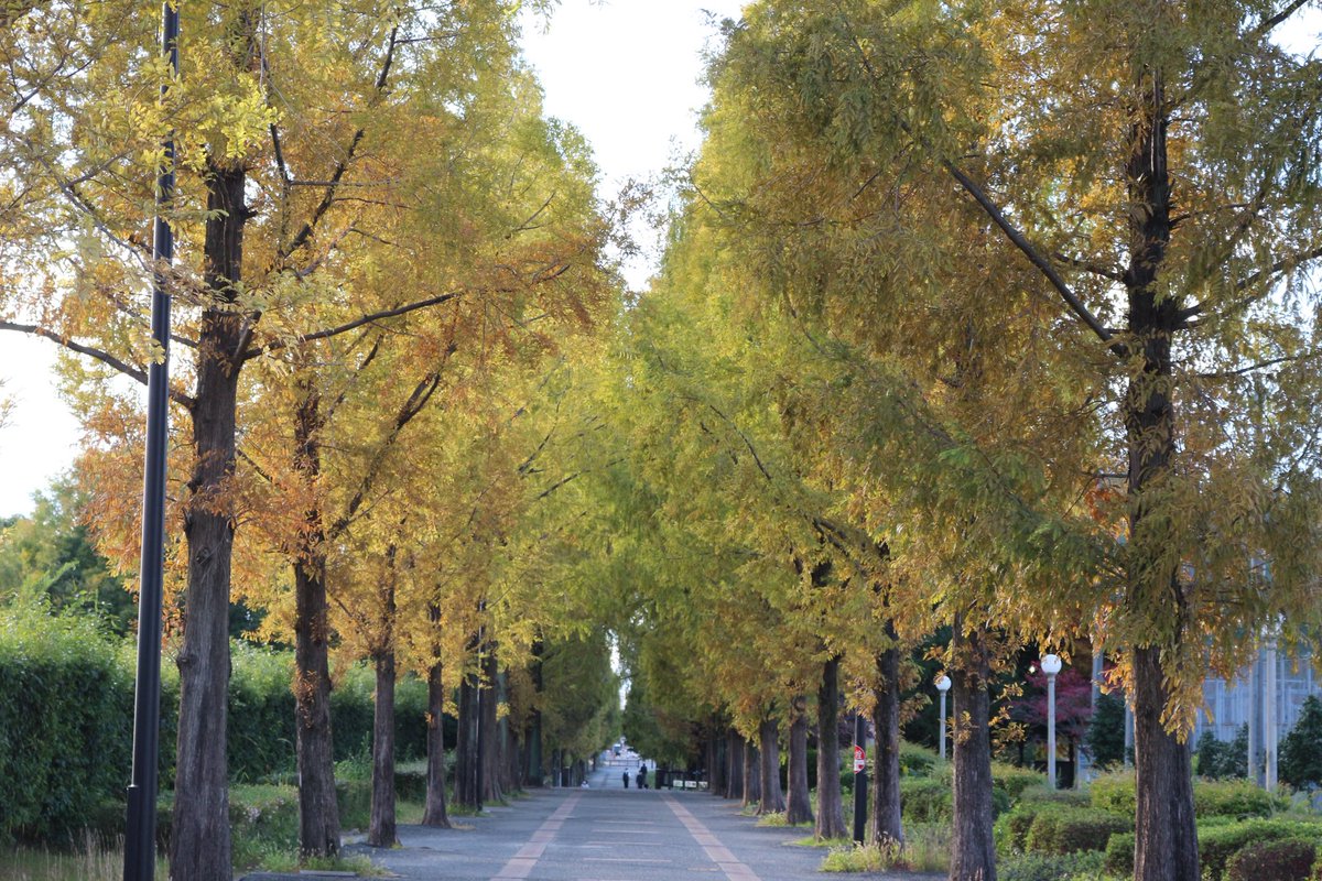 11/19 開花情報・紅葉情報🍂
バラ園の #バラ、中央噴水南側の #ハナミズキ、バーベキュー場の #イチョウ が見頃です🌹✨
🍁 #メタセコイア（中央通／緑地西橋）
🍁 #モミジ（中央ゲート）
は色付きはじめ🍂

開花情報の詳細は👇
tsurumi-ryokuchi.jp/flower/index.h…
#鶴見緑地 #開花情報 #紅葉