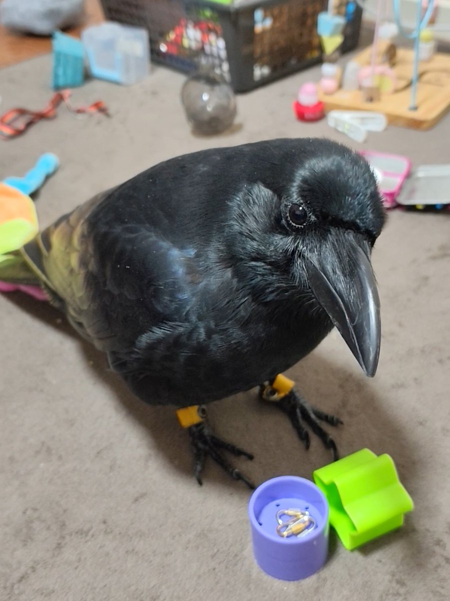 こちら間違いなく世界一可愛いカラスです。