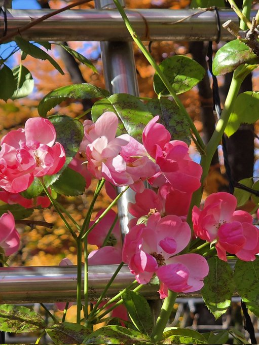 Blooming quietly, shining brightly 🌷☀️💗