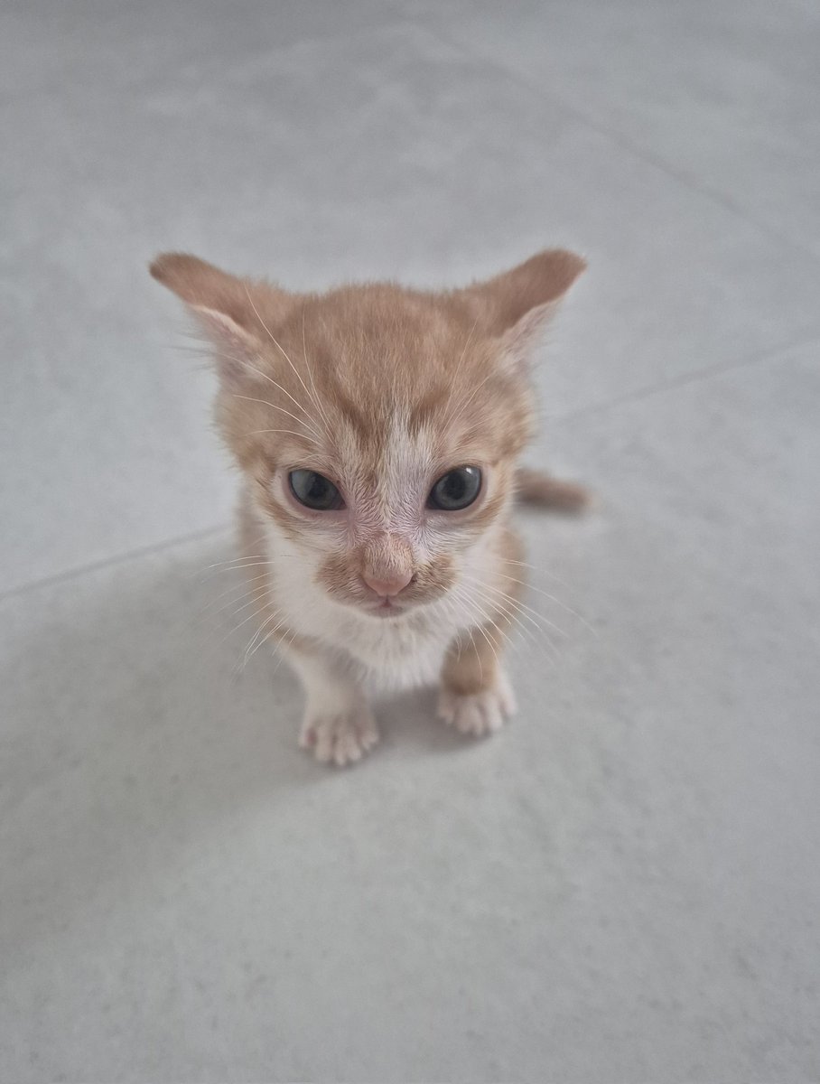 아기고양이 
특 : 안 웃음