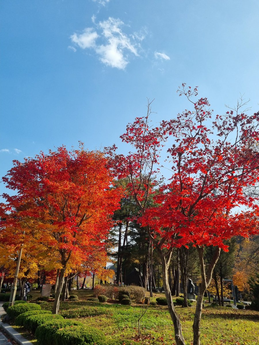 guiyeon_'s tweet image. 본디 사계절을 품은 빨간 단풍나무 
어디서든 주변을 빛내는 대표적인 홍단풍,
가을엔 햇살을 품어 더욱 진하게
변신하여 아름답게 뽐내는 홍단풍,
정말 눈부시게 아름다운 저 붉은 단풍,
우와! 감탄하며 넋을 잃고 바라본
빠알간 단풍나무 홍단풍,
홍단풍도 꽃이다.
♡