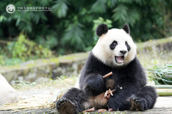 Bai Feng (Chen Xing) and Xing Yi (Xiao Yue) 💕

#baifeng #xingyi 📷CCRCGP