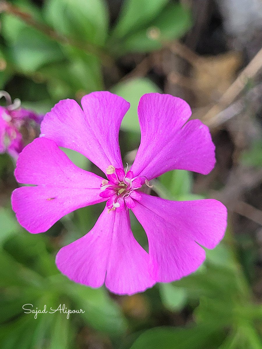 Silene schafta J.G.Gmel. ex Hohen.
Caryophyllaceae
Mazandaran,  Iran 
October 2025
Altitude: 700m