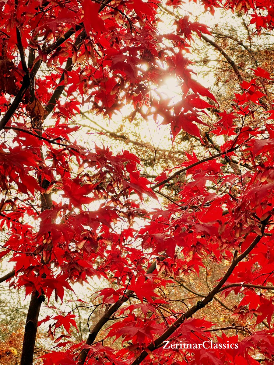 ZerimarClassics's tweet image. Reminder I do other art like things and that Oregon state has beautiful trees. 

#zerimarclassics #photograghy