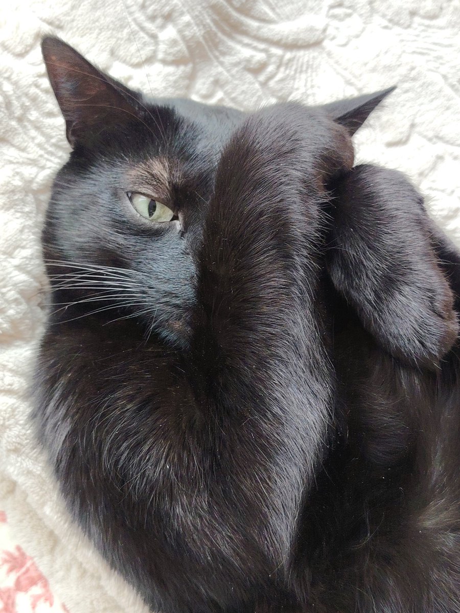 Mammouthesse laineuse tweet media