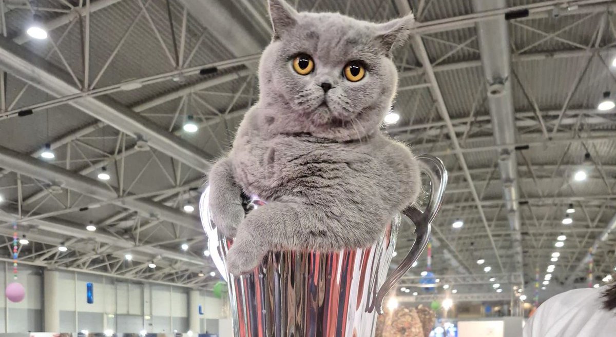 A vincere il titolo di gatto più bello è stata Mila (Milashka Candyfloss Anri) una British Shorthair blu di poco più di un anno. La sua allevatrice racconta che la micia ha già collezionato 14 Best in Show: un nome che in russo significa “molto bella e dolce” e che le calza a