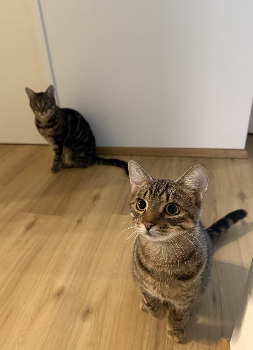 happy katzis - happy jana