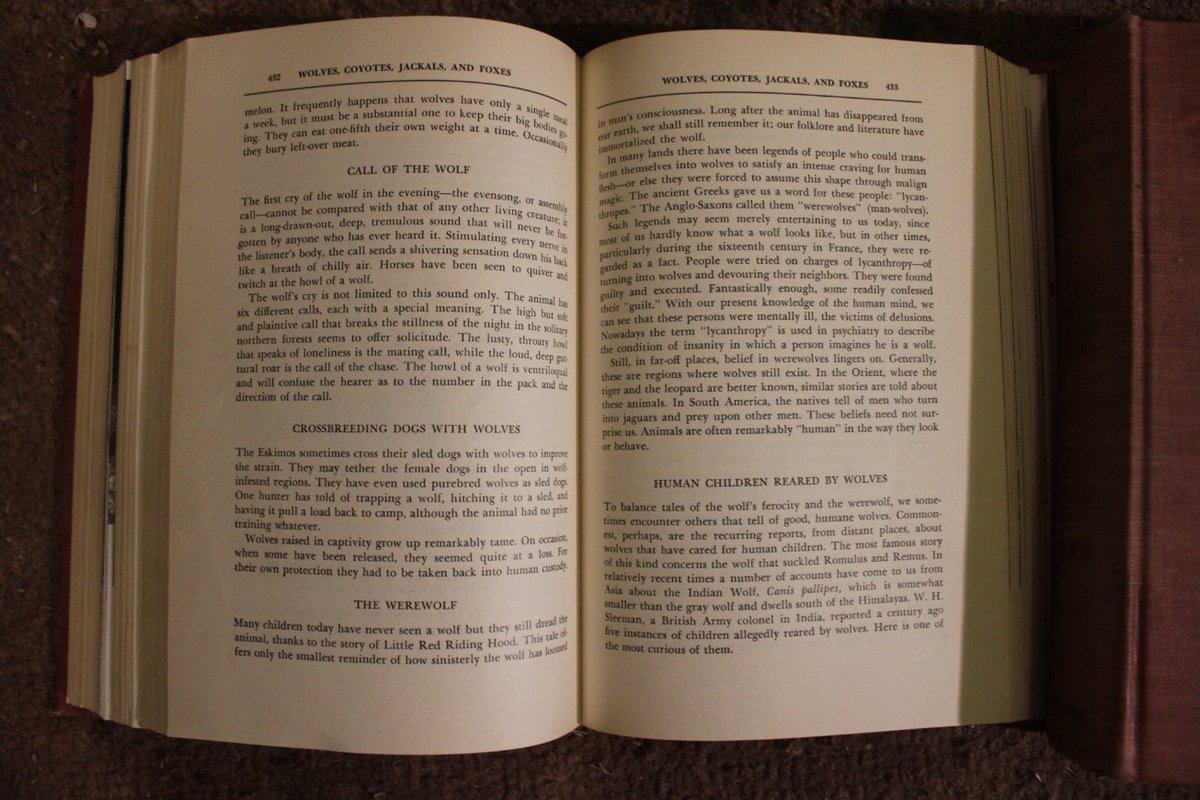 docsanderson's tweet image. #Vendetta #Evolution #Mutation  #Scientists
@Ginger_Zee @Nature &quot;American Museum of Natural History&quot; George Goodwin Curator. they For CERTAIN are in your archives. out of 1400 pages the ONLY discussion of Homo Sapiens is in conjunction with #Wolves . i am an #ApexPredator Lelon