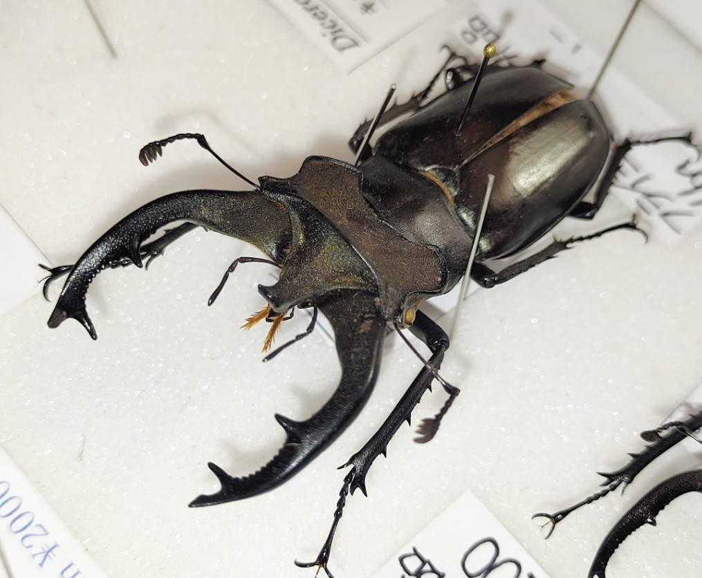 標本屋のぶんぶん (@poly_specimen) / Posts / X