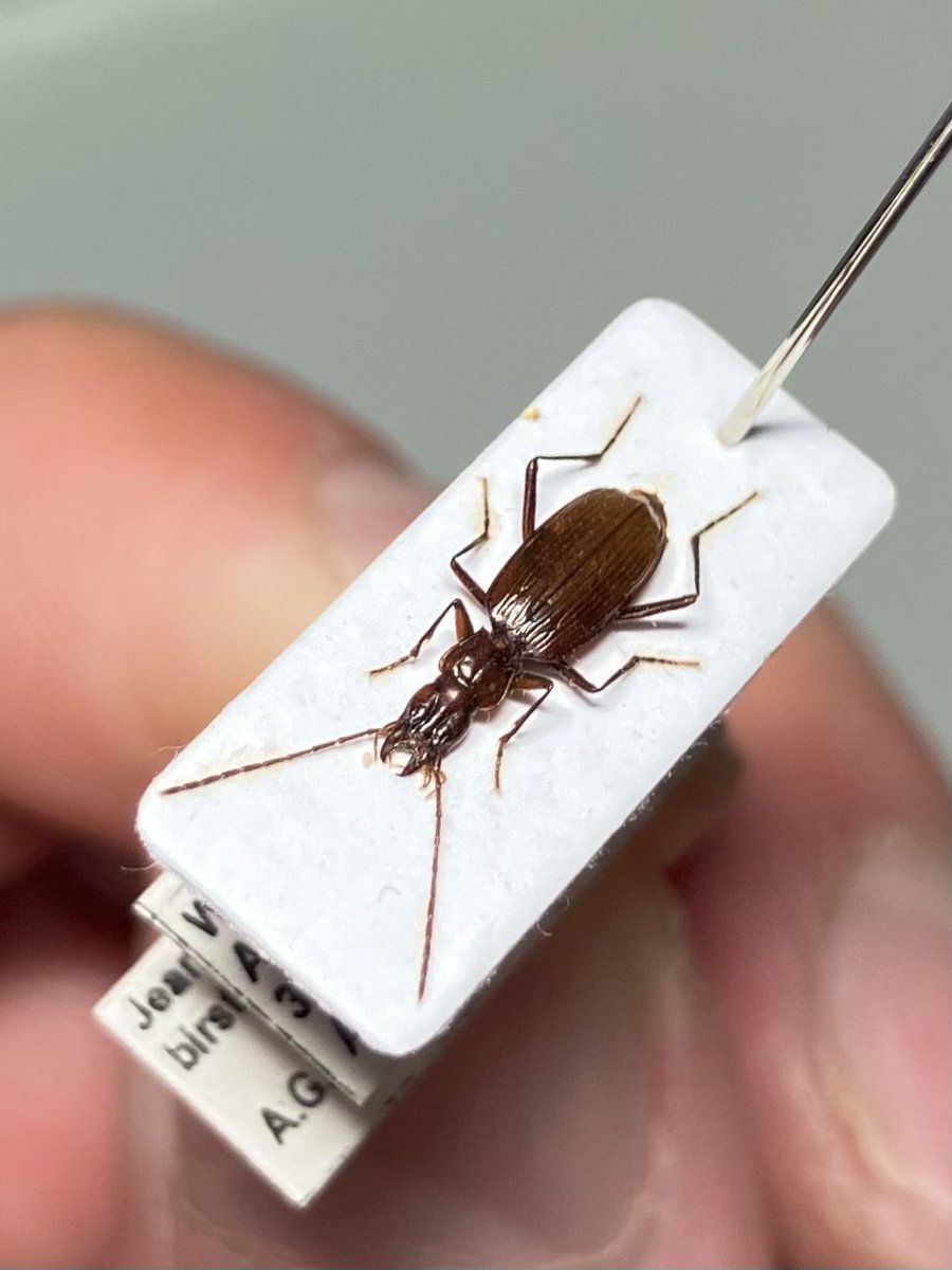 Jeannelius birsteini from WN CAUCASUS
コーカサス地方北西の洞窟性ゴミムシ

収集欲：お前は越えてはならない一線を越えた。
あまゝゆ：す、すみません！つい出来心だったんです！お許しを！
欲：もう遅い。既に我に取り込まれたのだ。逃げようもない。ふははは。
あ：いっぱい働いて稼ぎます！