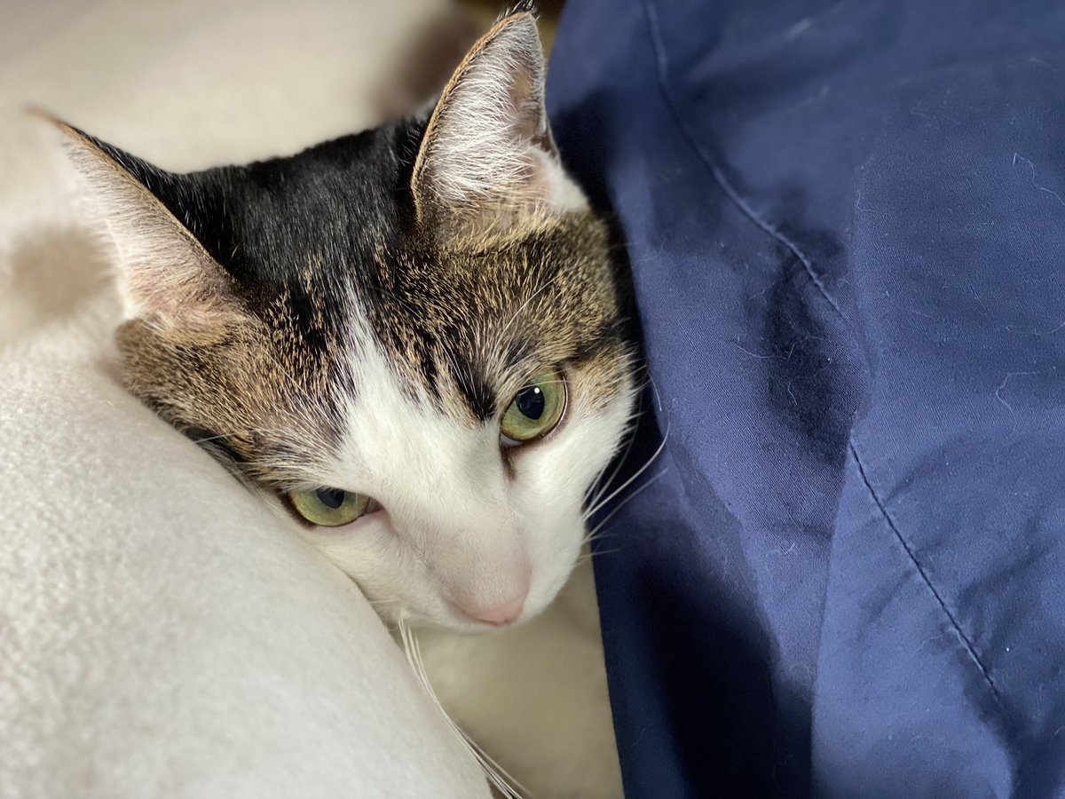 🐱💤
🐱💤
🐱