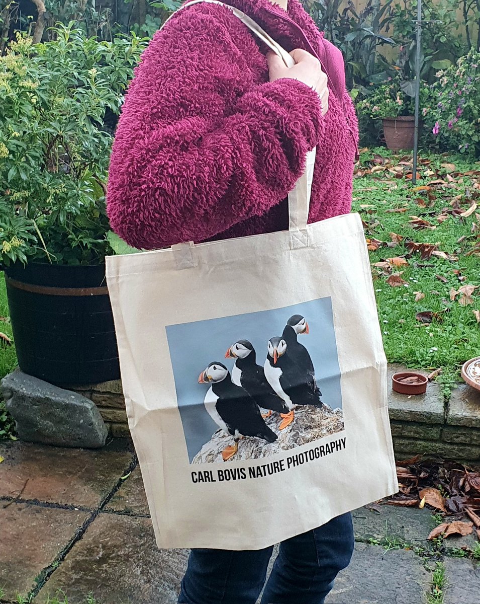 The 'Puffins on a rock' tote bags have arrived! 😀
 As modelled by my daughter Skye Rose... ignore the crease, I got it straight out of the box that they arrived in to quickly take a pic! 😁
   You can buy them here;
carlbovis.com/product-page/t… 🐦❤️