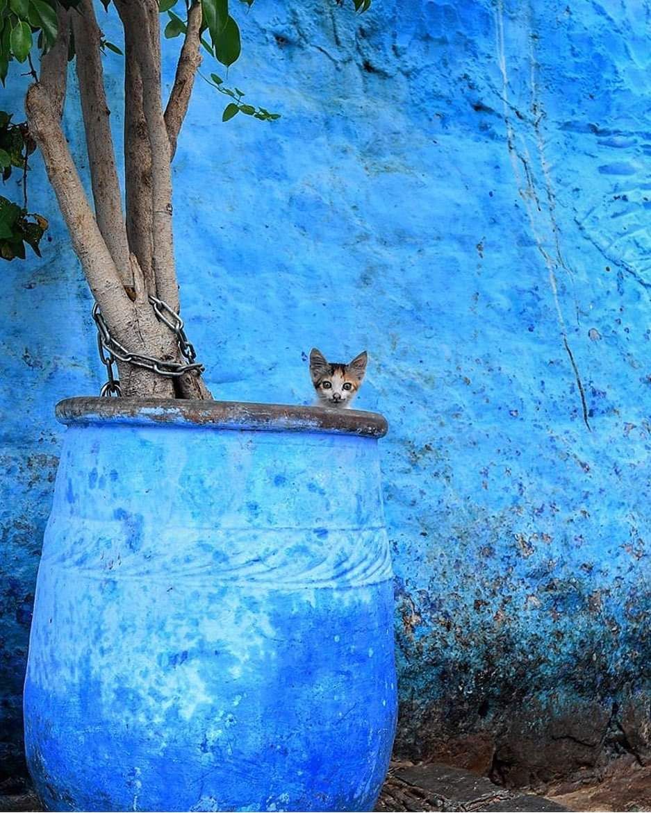 safia_1v's tweet image. السلام عليكم..☺