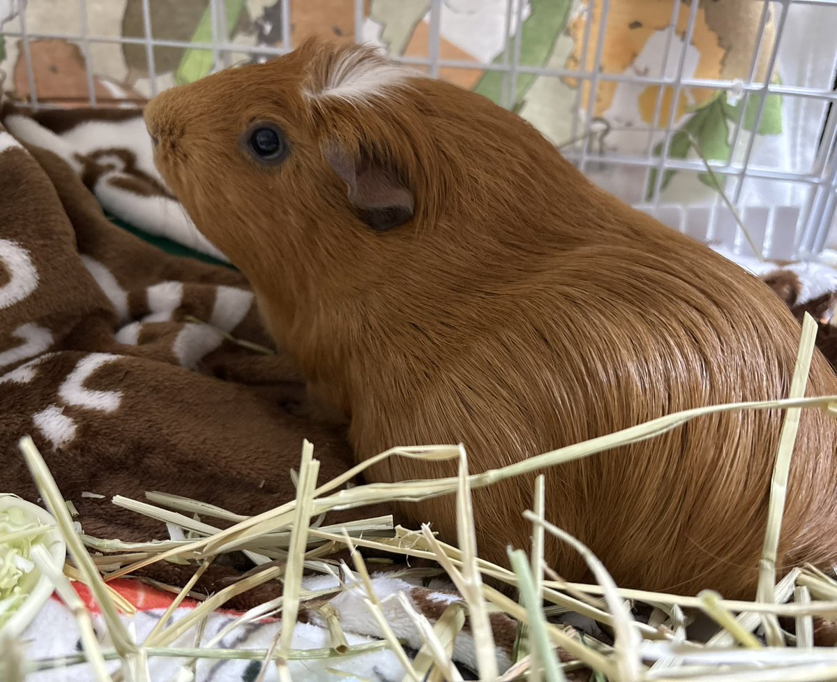 🎀くれぴ (✿´꒳` )

わたしは、のんびりー