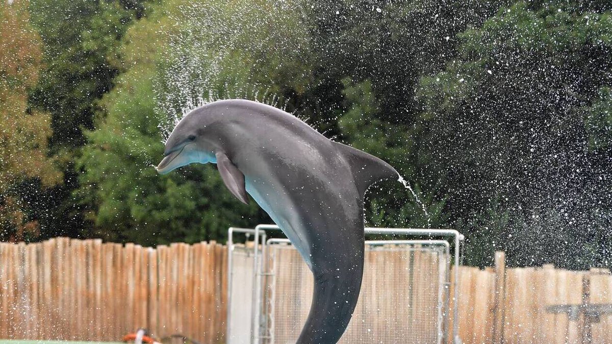 Dauphins à Beauval : les ONG dénoncent « un faux-semblant de sanctuaire », le zoo en dit plus sur son futur centre | Presse Océan
➡️ l.ouest-france.fr/oSAD
#Nantes