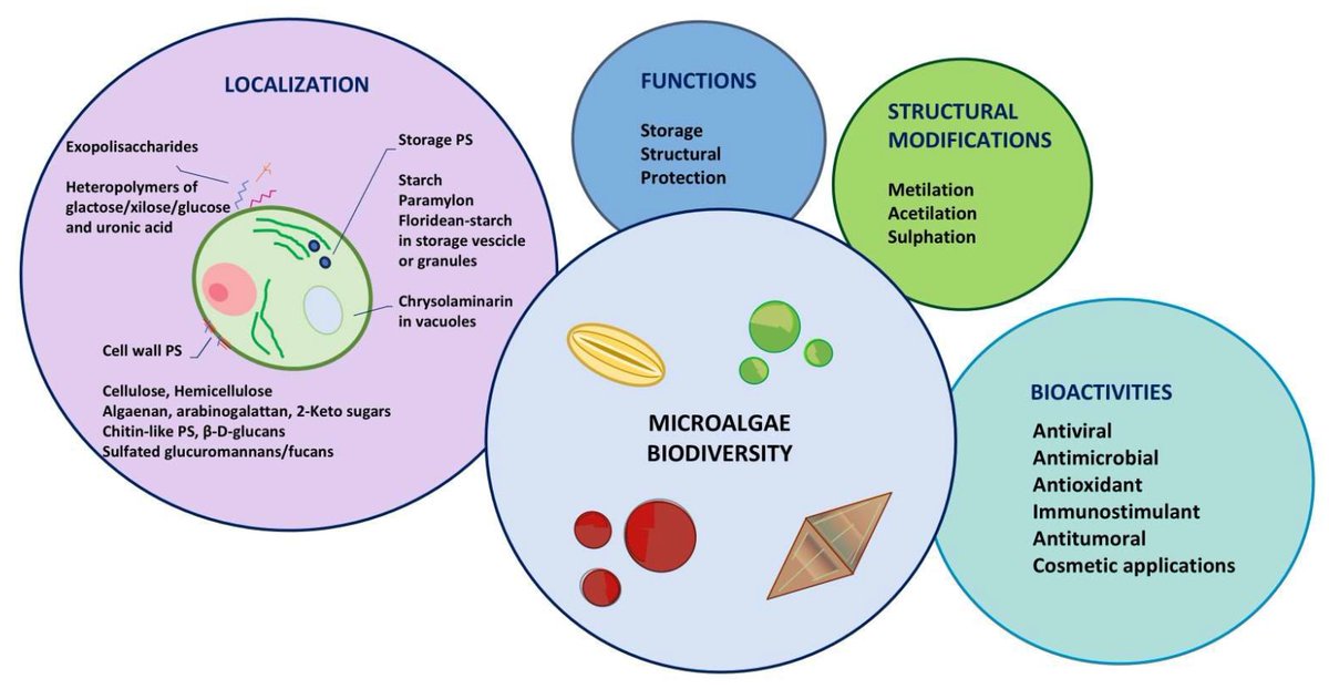 Molecules_MDPI's tweet image. 🍃 Check out this #OpenAccessReview in #moleculesMDPI!
📖 &quot;Microalgae: A Promising Source of Bioactive Polysaccharides for Biotechnological Applications&quot; by Magnabosco et al.
🔗 Read it here: brnw.ch/21wXCSP
📌 #microalgae #polysaccharides #cosmeticapplications
