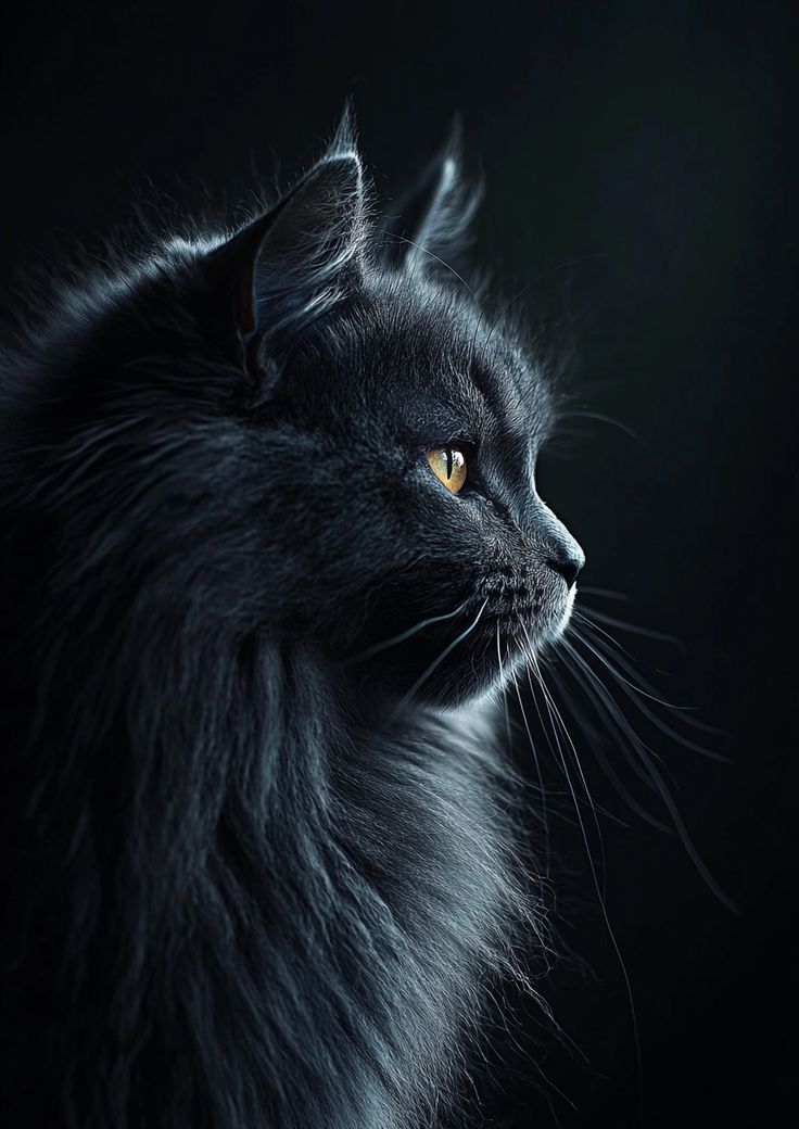 DailyCatsX's tweet image. 