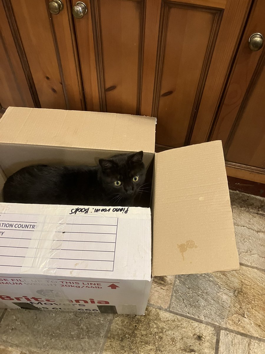 ‘Kitchen: plates, bowls, fluff and mysterious muddy paw prints’