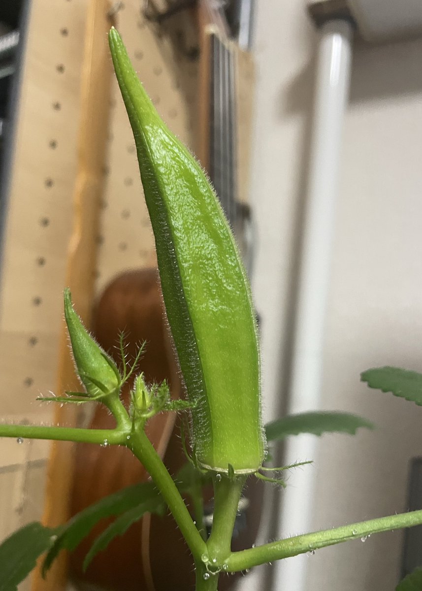娘と奥様が育ててる水栽培のオクラがようやく実になりました🌱