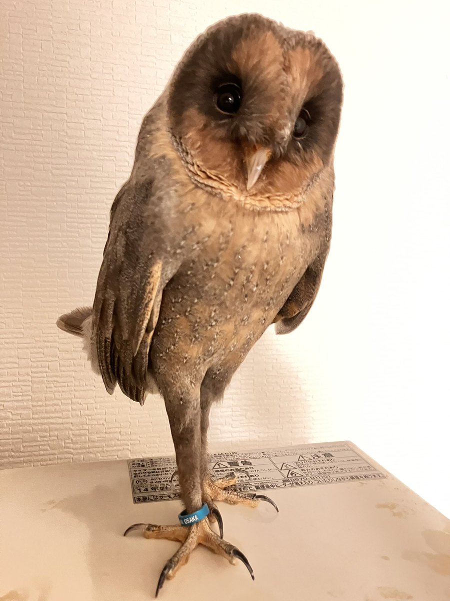 ho-ho-ふくろう雑貨 tweet media