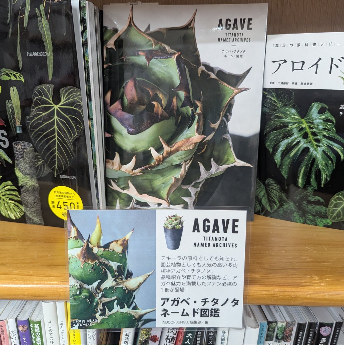 2階実用書棚では最新刊『アガベ・チタノタ ネームド図鑑』が、ポストカード付きで販売中です！コチラもチェックしてみてくださいね🪴
#アガベチタノタ