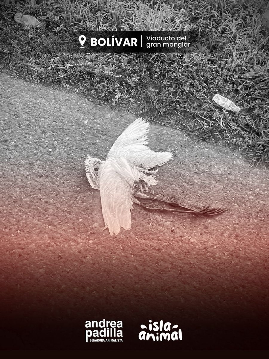 ☠️💔 La tragedia de los cientos de miles de animales silvestres atropellados día tras día en Colombia. Víctimas que nadie registra, nadie asiste y a ningún gobierno han importado. 

Los <a href="/MinAmbienteCo/">MinAmbiente Colombia</a> y <a href="/MinTransporteCo/">MinTransporte</a> y sus entidades adscritas (a las que les hicimos debate de
