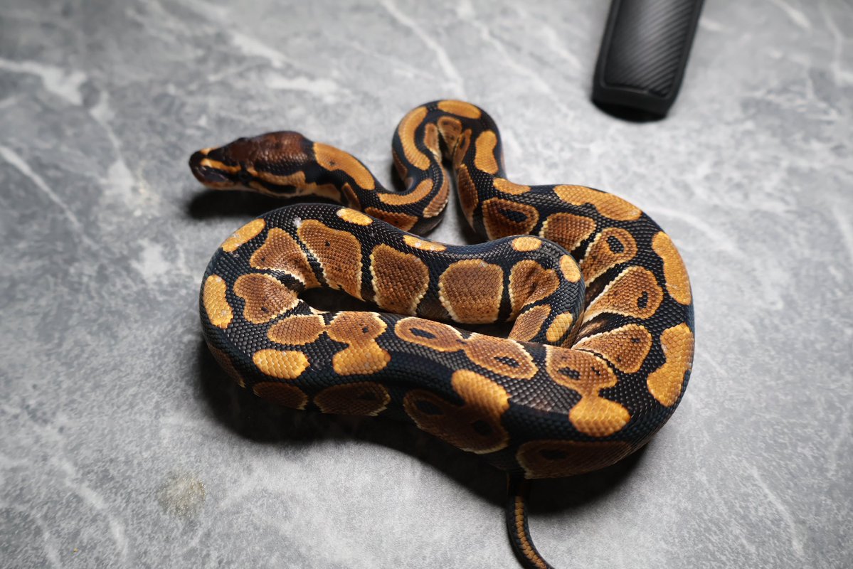 263ball's tweet image. 【販売】
1.0 
マンダリン het ゴーストクラウン
Mandarin d  het hypo clown

¥270,000

最初の3枚は脱皮直後　最後の1枚のみ現在の写真です。
撮影用ライト+1眼で撮影してます。
DMお待ちしております。
#ボールパイソン
#ballpython