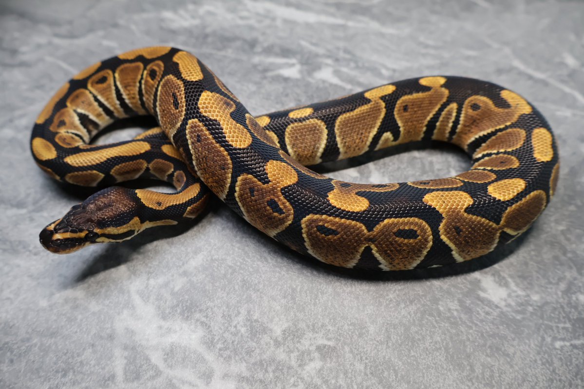 263ball's tweet image. 【販売】
1.0 
マンダリン het ゴーストクラウン
Mandarin d  het hypo clown

¥270,000

最初の3枚は脱皮直後　最後の1枚のみ現在の写真です。
撮影用ライト+1眼で撮影してます。
DMお待ちしております。
#ボールパイソン
#ballpython