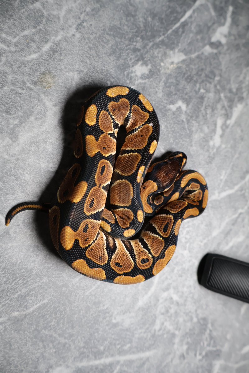 263ball's tweet image. 【販売】
1.0 
マンダリン het ゴーストクラウン
Mandarin d  het hypo clown

¥270,000

最初の3枚は脱皮直後　最後の1枚のみ現在の写真です。
撮影用ライト+1眼で撮影してます。
DMお待ちしております。
#ボールパイソン
#ballpython