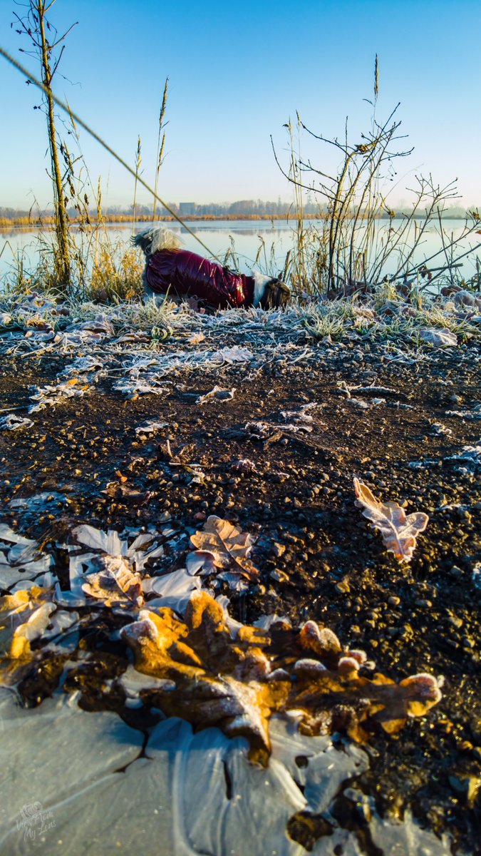 vfml_mps's tweet image. Season’s first frost hit like pure magic ❄️✨ Golden light slicing through frosty mist, reeds sparkling like diamonds, and my brave little Shih Tzu Monty owning the path like a king. 
📸 bg.vfml.net/aC1Dkz
#FirstFrost #NaturePhotography #DogAdventure #WinterMagic