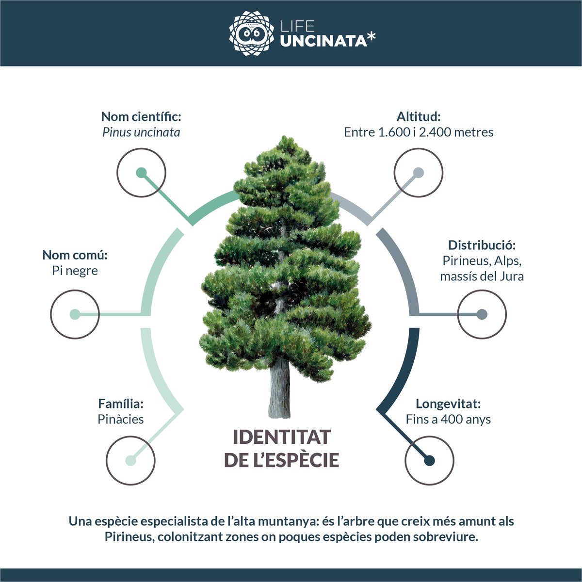 LIFE_UNCINATA's tweet photo. 🌲El guardià dels cims del Pirineu🌲

El pi negre (Pinus uncinata) és una espècie clau dels boscos d’alta muntanya i símbol de resistència davant les condicions més extremes🌬️❄️🏔️És l’arbre que creix més amunt als Pirineus! https://t.co/9IeMU3X0mE
