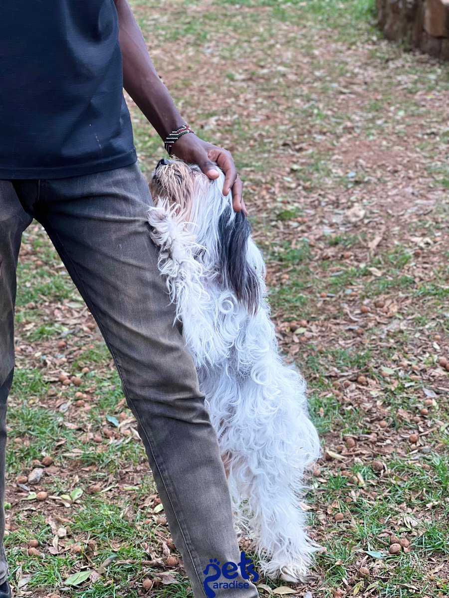 PetsParadiseKE's tweet image. Making memories one playtime at a time 🐶❤️

#petlovers #petcare #petsitter #petgrooming #petlifestyle #petboarding #petdaycare