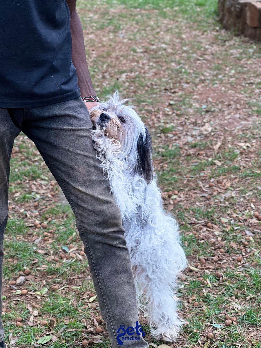 PetsParadiseKE's tweet image. Making memories one playtime at a time 🐶❤️

#petlovers #petcare #petsitter #petgrooming #petlifestyle #petboarding #petdaycare