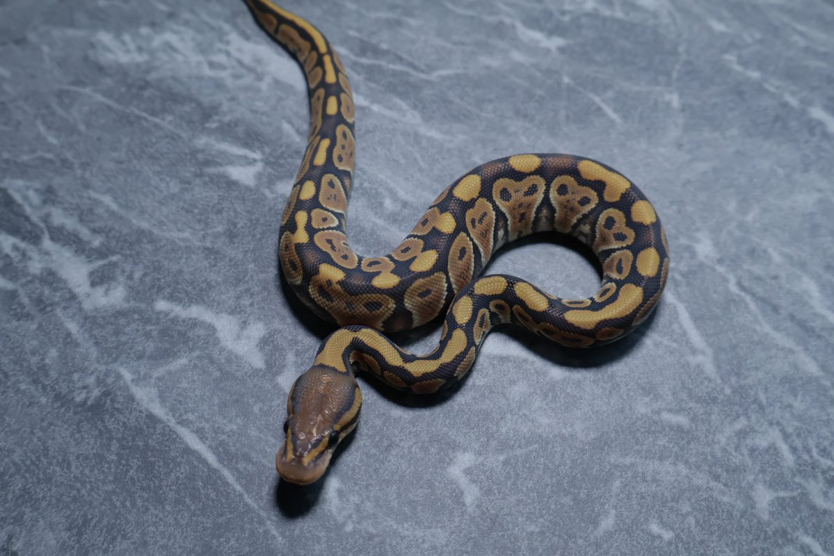 263ball's tweet image. 【販売】
0.1
ゴースト het クラウン
hypo  het clown

¥40,000

撮影用ライト+1眼で撮影してます。
DMお待ちしております。
#ボールパイソン 
#ballpython