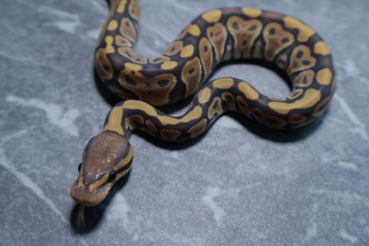 263ball's tweet image. 【販売】
0.1
ゴースト het クラウン
hypo  het clown

¥40,000

撮影用ライト+1眼で撮影してます。
DMお待ちしております。
#ボールパイソン 
#ballpython