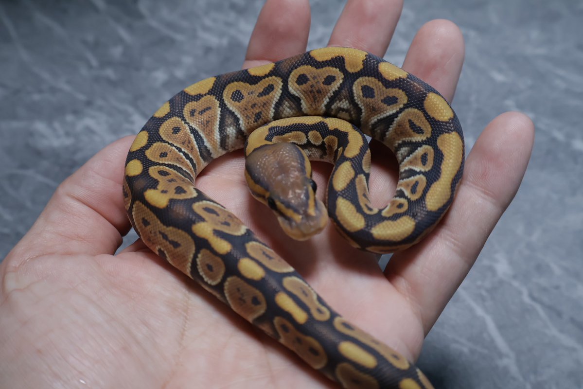 263ball's tweet image. 【販売】
0.1
ゴースト het クラウン
hypo  het clown

¥40,000

撮影用ライト+1眼で撮影してます。
DMお待ちしております。
#ボールパイソン 
#ballpython