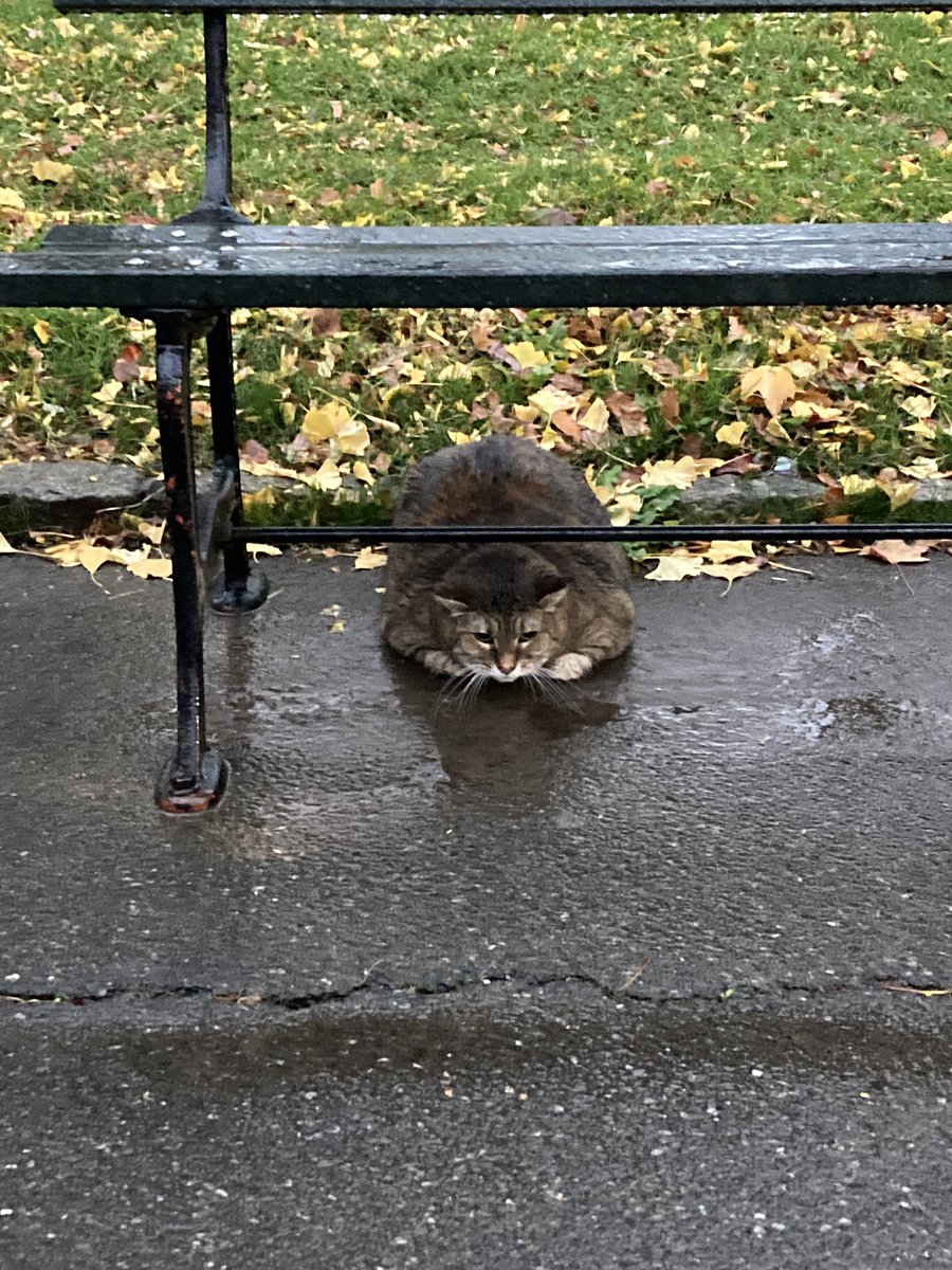 Above96th's tweet image. 🚨🚨🚨Anyone lost a cat??? Spotted this well-fed but forlorn feline under a bench on the south side of the Central Park Pool. #cat #centralpark #birdcpp Please retweet! It’s raining and cold.