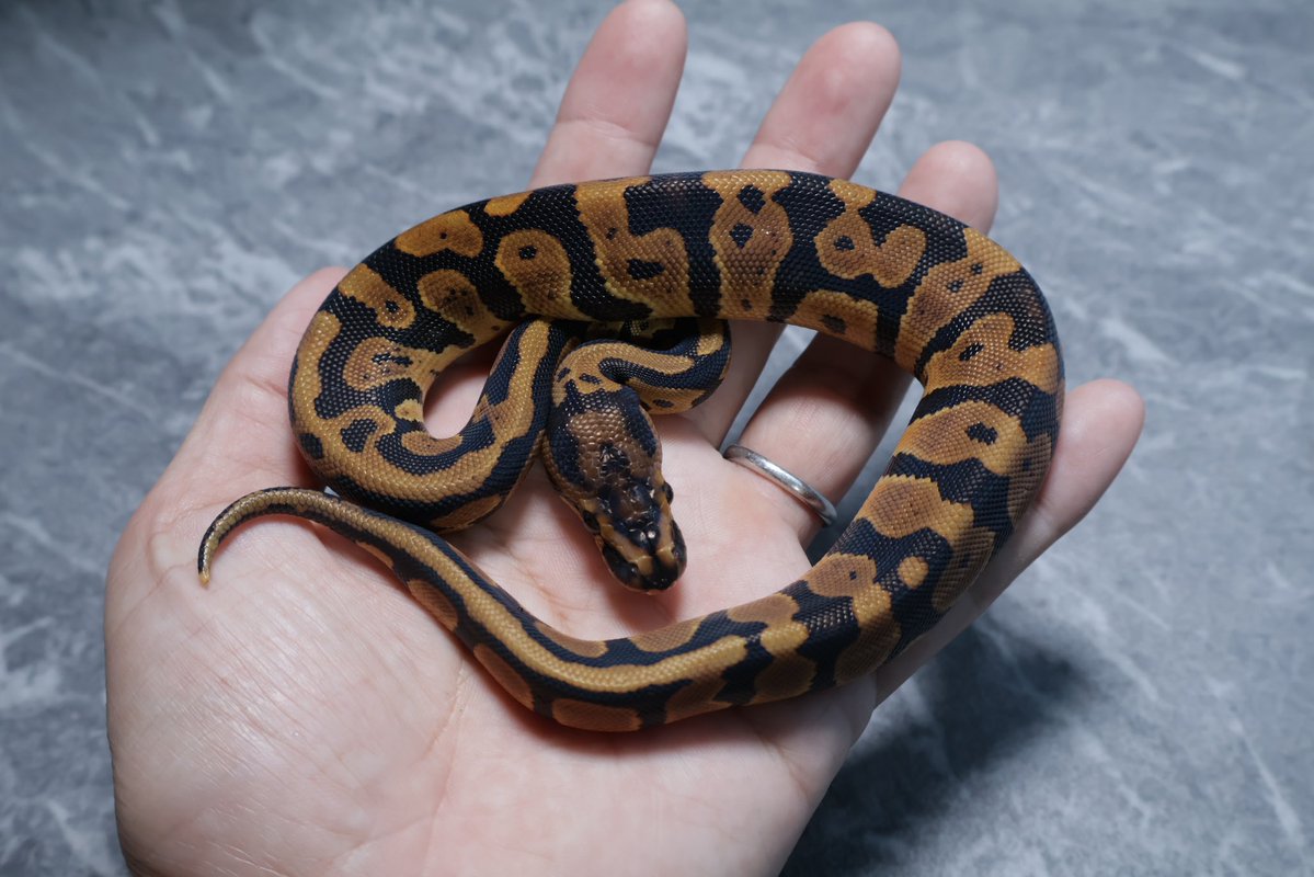 263ball's tweet image. 【販売】
0.1
コンフュージョン het ゴーストクラウン
confusion d  het hypo clown

¥200,000

今月ハッチで餌付け中です。
キープ予定なのでやや高めに設定してます。300g超えたらキープします。

撮影用ライト+1眼で撮影してます。
DMお待ちしております。
#ボールパイソン 
#ballpython