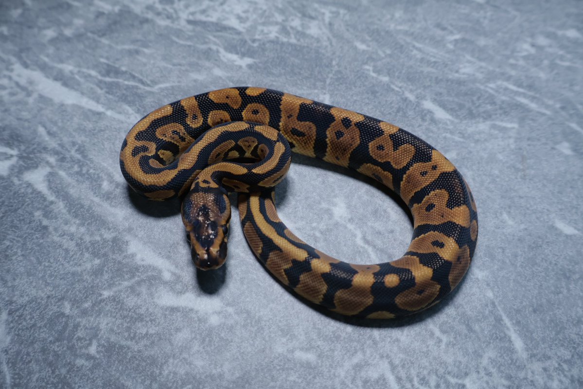 263ball's tweet image. 【販売】
0.1
コンフュージョン het ゴーストクラウン
confusion d  het hypo clown

¥200,000

今月ハッチで餌付け中です。
キープ予定なのでやや高めに設定してます。300g超えたらキープします。

撮影用ライト+1眼で撮影してます。
DMお待ちしております。
#ボールパイソン 
#ballpython