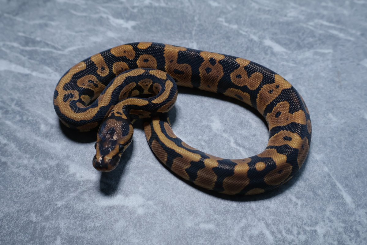 263ball's tweet image. 【販売】
0.1
コンフュージョン het ゴーストクラウン
confusion d  het hypo clown

¥200,000

今月ハッチで餌付け中です。
キープ予定なのでやや高めに設定してます。300g超えたらキープします。

撮影用ライト+1眼で撮影してます。
DMお待ちしております。
#ボールパイソン 
#ballpython