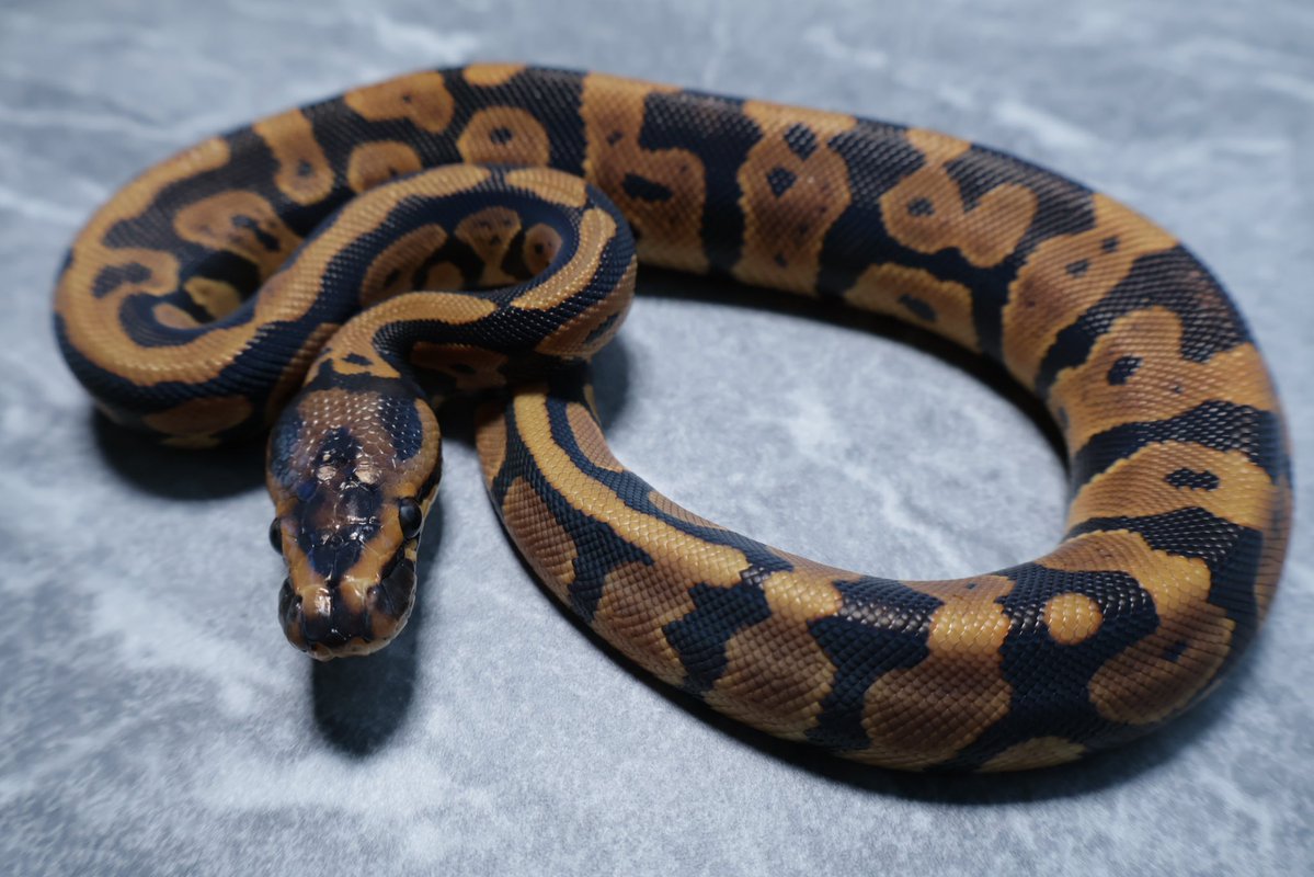 263ball's tweet image. 【販売】
0.1
コンフュージョン het ゴーストクラウン
confusion d  het hypo clown

¥200,000

今月ハッチで餌付け中です。
キープ予定なのでやや高めに設定してます。300g超えたらキープします。

撮影用ライト+1眼で撮影してます。
DMお待ちしております。
#ボールパイソン 
#ballpython