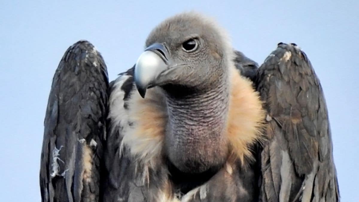 SachinGuptaUP's tweet image. ये है यूरेशियन ग्रिफिन गिद्ध। नाम है मारीच। इसने 29 मार्च को MP के विदिशा से उड़ान भरी। इस दौरान ये गिद्ध पाकिस्तान, अफगानिस्तान, उज्बेकिस्तान, कजाकिस्तान होता हुआ निकला। अब ये पुन: भारत में धौलपुर (राजस्थान) पहुंच गया है। वन विभाग ने इसे सैटेलाइट रेडियो कॉलर से वॉच किया।

इससे…