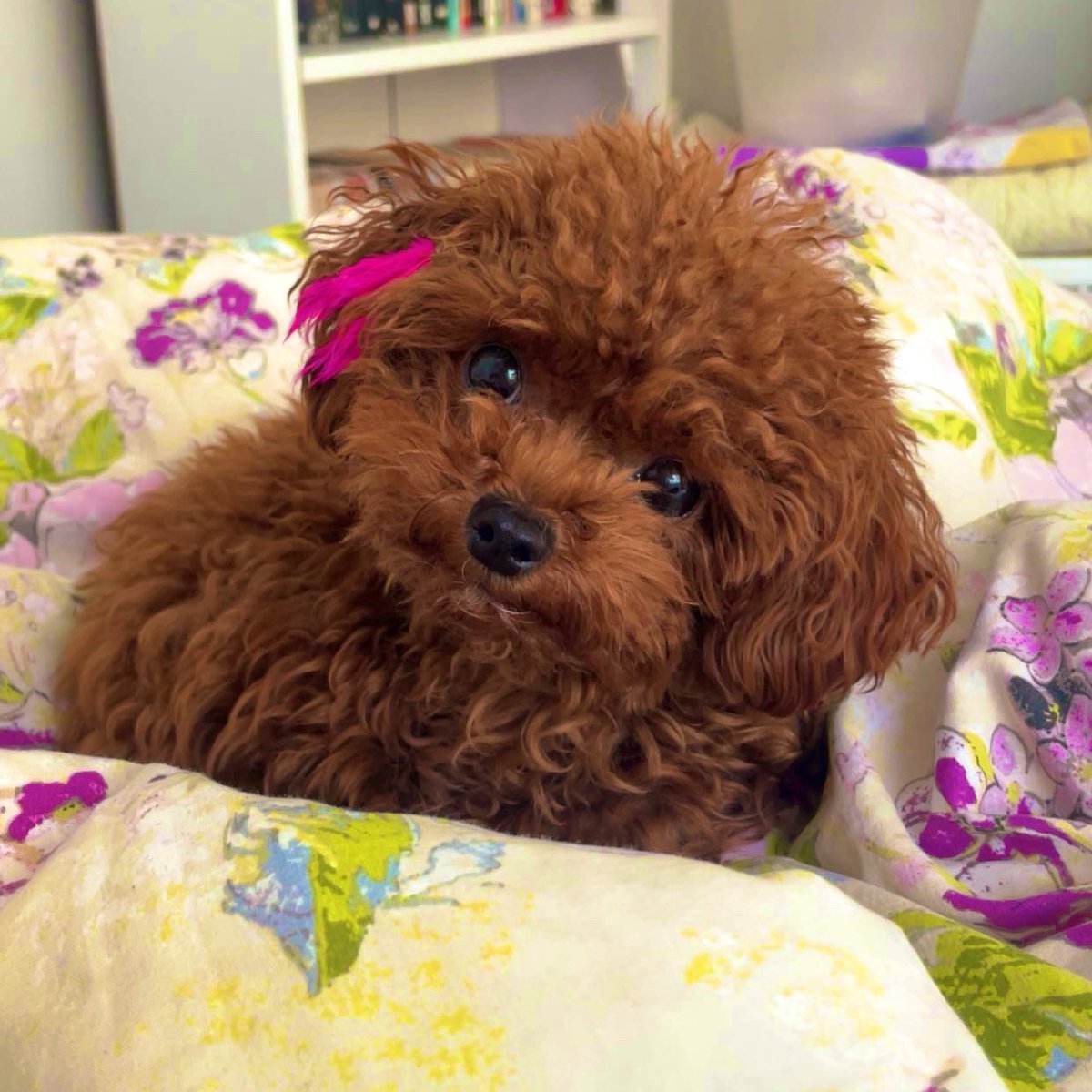 seni sevmeye yaklasan butun cocuklari isirmaya calismasan, butun sokak hayvanlarina kurulmasan, asiri kiskanc olmasan, zile havlamasan baya iyi bi kizsin shivacim ama seviyoruz seni